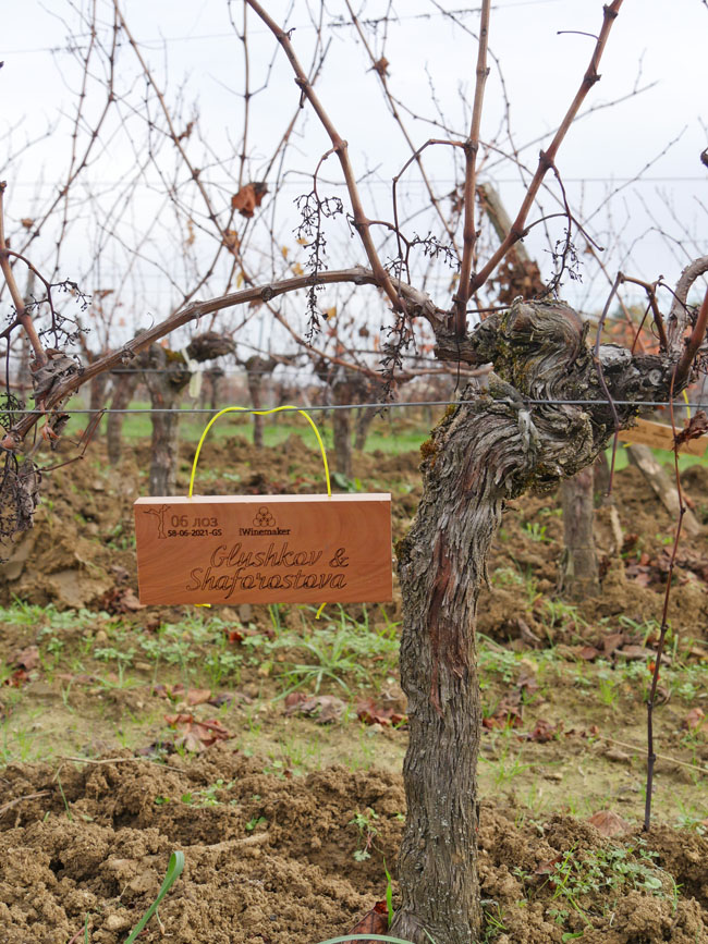 Виноградник на урожай